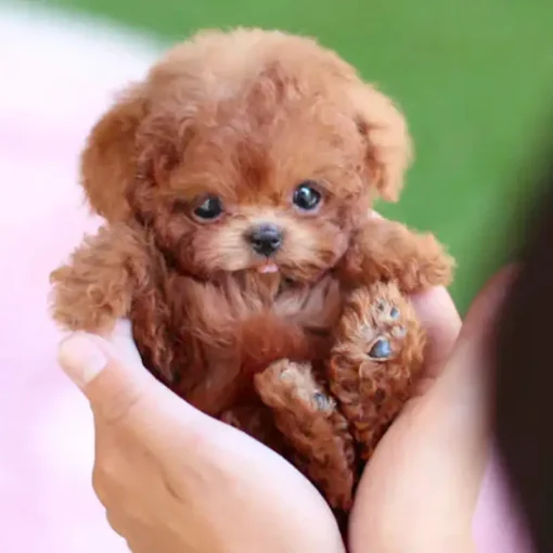 Nico - Oyikey™ - The Most Realistic Robot Puppy Ever! - Image 14