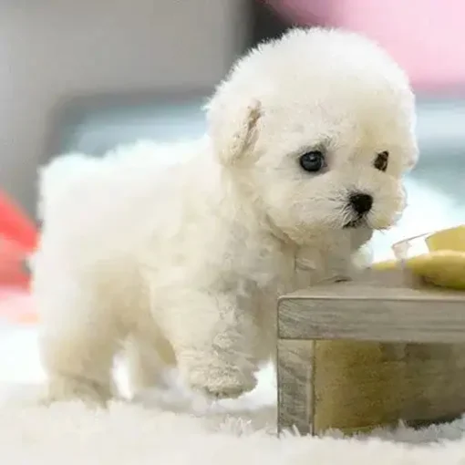 Nico - Yovot™ - The Most Realistic Robot Puppy Ever! - Image 7